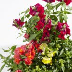 Colorful Potted Plants for Shaded Porches