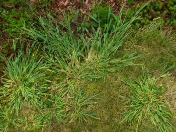 how to get rid of grassy weeds- crabgrass