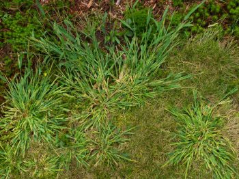 crabgrass looks like grass