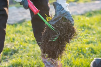how to remove crabgrass-hand-pull