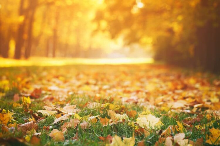 fall lawn care, yellow leaves in a field of green grass