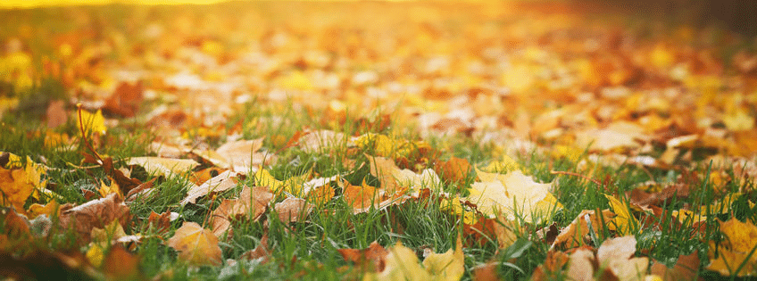 The Different Types of Leaf Blowers