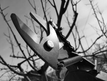 use pruners to help remove or trim a tree