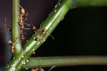 ant control