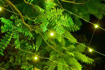 Bistro Lighting in Tree