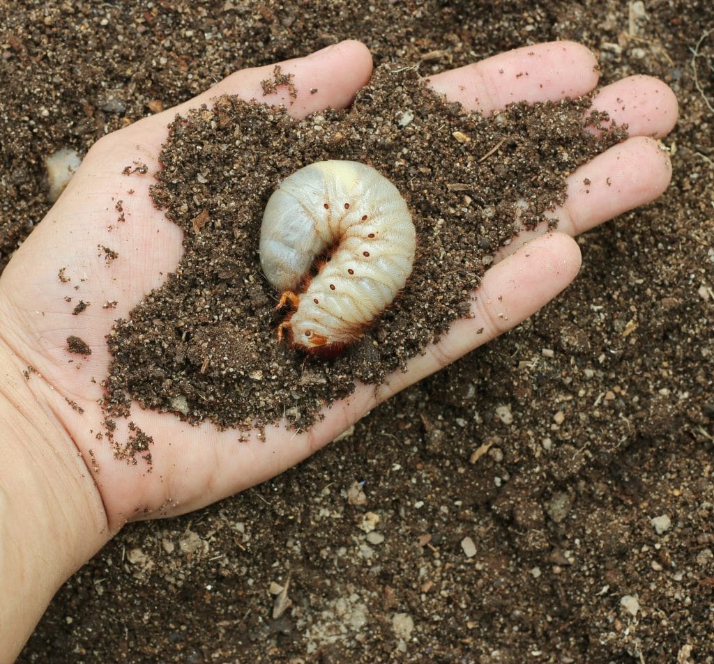 how to control grubs in lawn