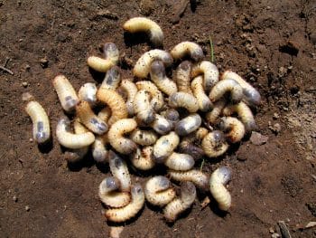 Grub Worms in Soil
