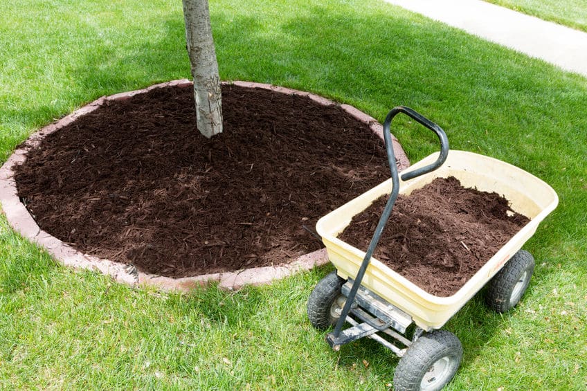 Mulch Around Sapling