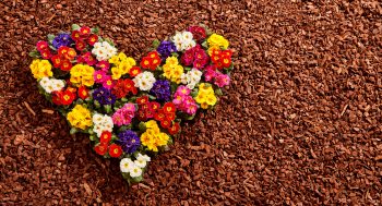 mulch with flower heart