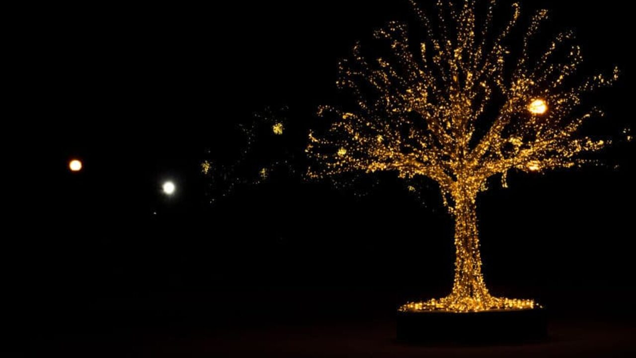 Large outdoor cheap tree lights