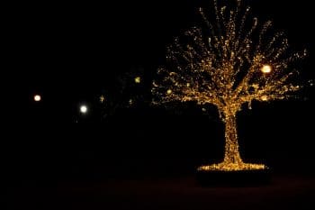 Lights on tree outdoors