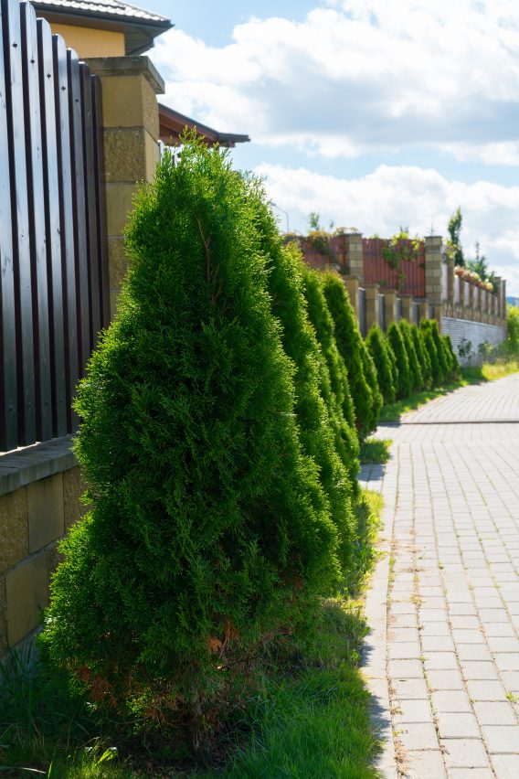 evergreen spruce