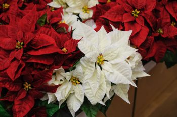 red and white poinsettias