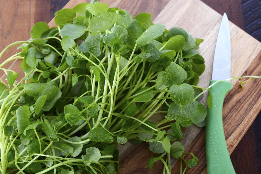 Winter Vegetables to Grow in the Shade