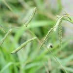 dallisgrass