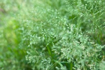 bluegrass poa annua