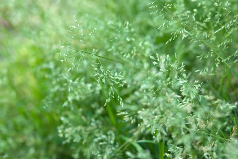 bluegrass poa annua