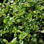 lawn weeds identification guide-chickweed