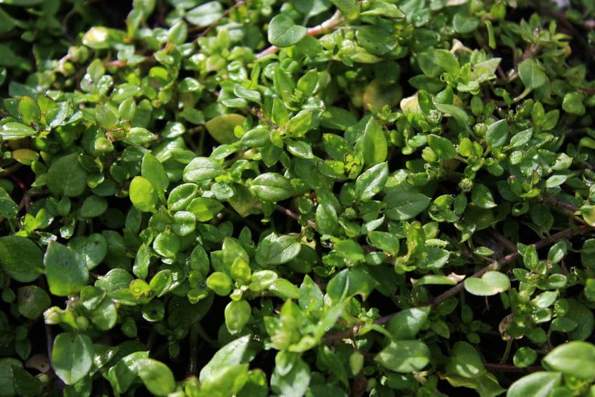 lawn weeds identification guide-chickweed