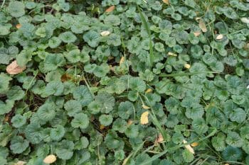 creeping charlie groundcover for where grass won't grow