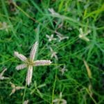lawn weeds identification guide-crowfoot grass