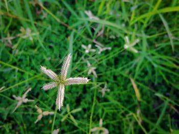 lawn weeds identification guide-crowfoot grass