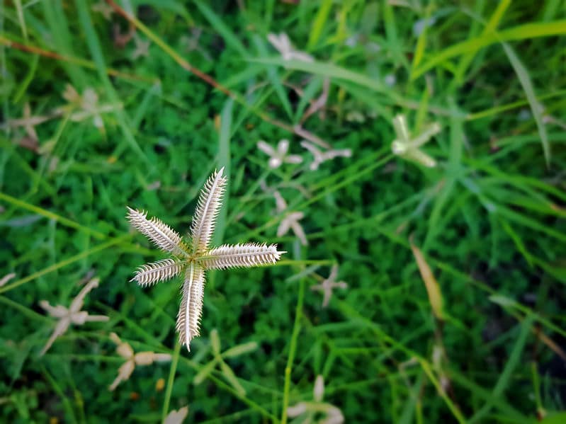 crowfoot grass