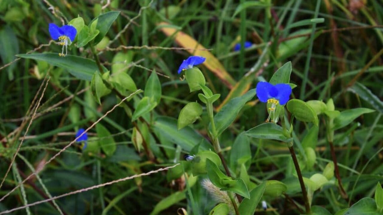 Dayflower Weed Control Tips for North Texas Homeowners, image size:1280x720