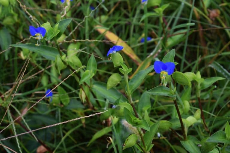 dayflower