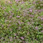henbit patch with small lavender flowers