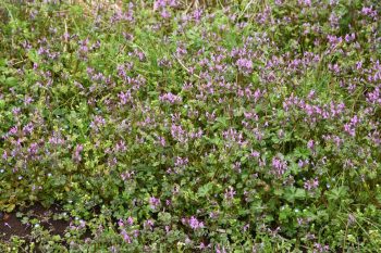 henbit patch with small lavender flowers