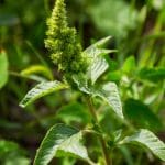 pigweed