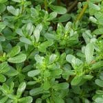 lawn weeds identification guide-purslane