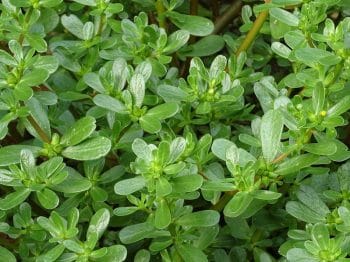 lawn weeds identification guide-purslane