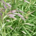 lawn weeds identification -rescuegrass