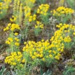 spurge