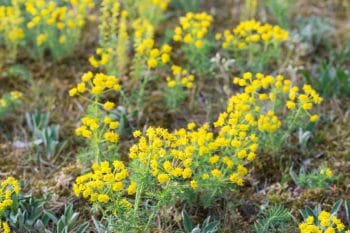 what kills spurge but not grass