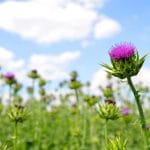 lawn weeds identification guide-thistle