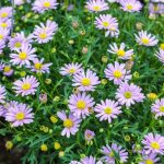 light purple wild aster flowers