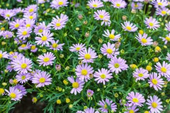 light purple aster flowers