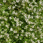 lawn weeds identification guide- bittercress weed
