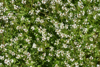 bittercress weed-use pre-emergents in fall