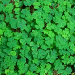 killing lawn weeds in summer-clover weed