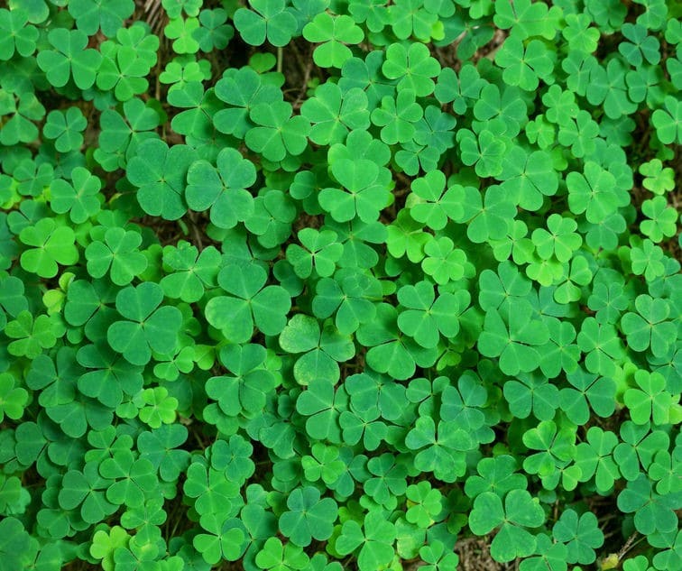 killing lawn weeds in summer-clover weed