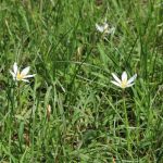 lawn weeds identification guide-crow-poison weed