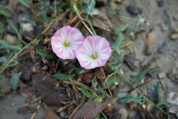 lawn weeds identification guide-Field Bindweed
