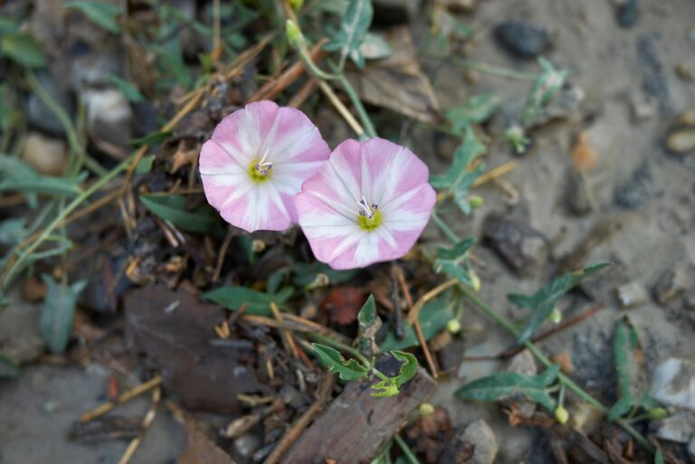 lawn weeds identification guide-Field Bindweed