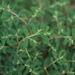 common weeds of texas