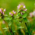 purple deadnettle weed