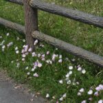 showy evening primrose weeds